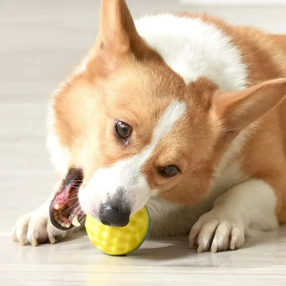 Quietschender Hundeball – Weicher Bissfester Kauspielball für Hunde Kaufschwan®