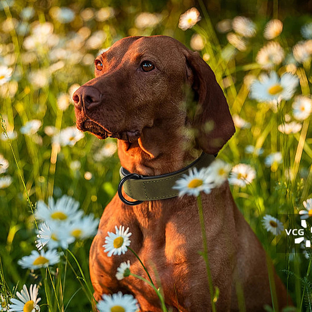 Gepolstertes Echtleder Hundehalsband Strapazierfähig für Große Hunde Kaufschwan®