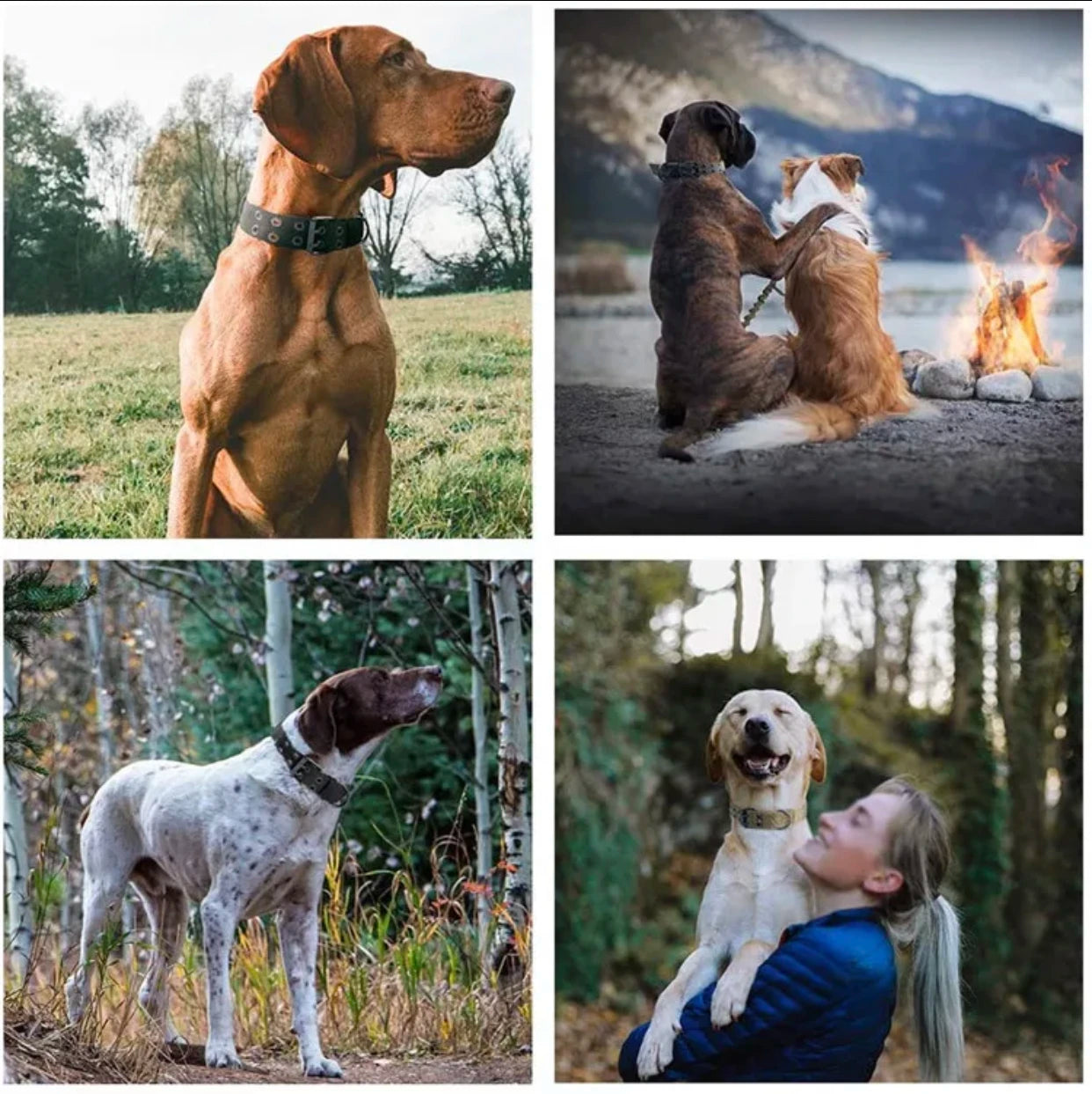 Verstellbares Nylon Hundehalsband Strapazierfähig für Mittel Große Hunde Kaufschwan®