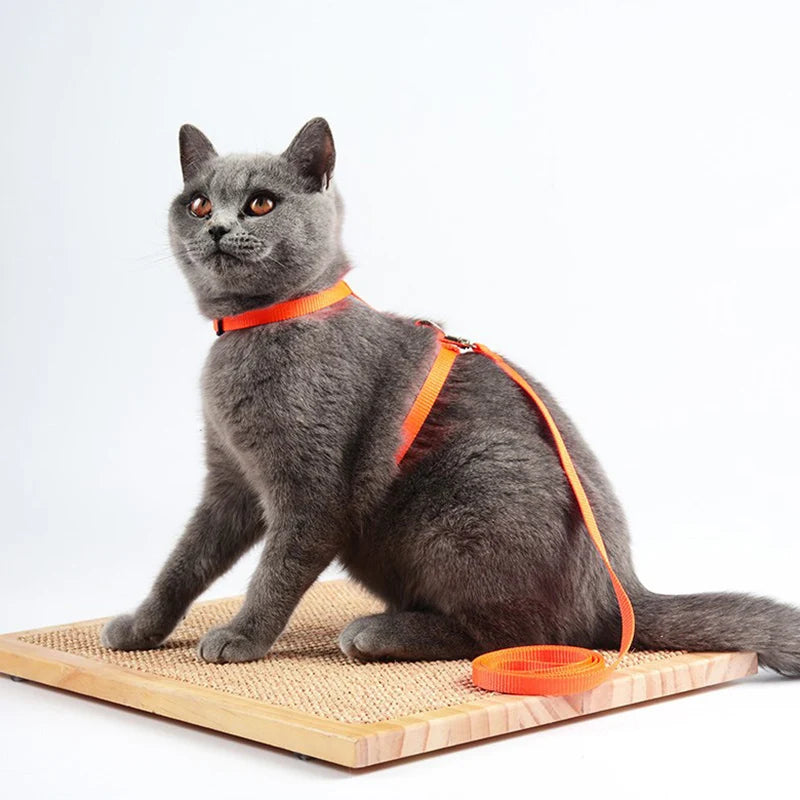 Verstellbares Nylon-Katzengeschirr für Katze mit Leine – Gemütliches Geschirr mit Halsriemen Kaufschwan®