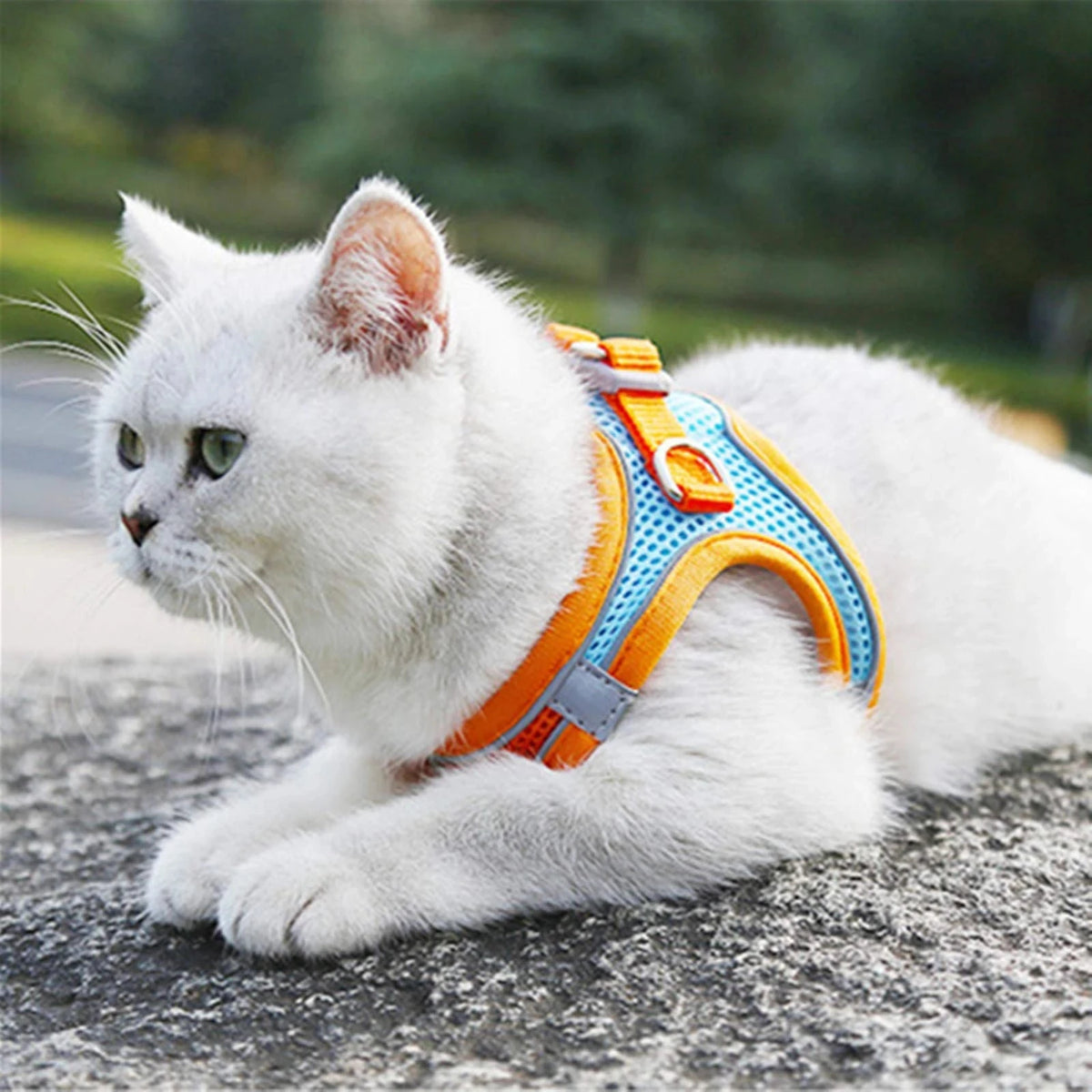 Reflektierendes Verstellbares Katzengeschirr für Katze mit Leine – Geschirr- & Leinen-Set für Katzen Kaufschwan®