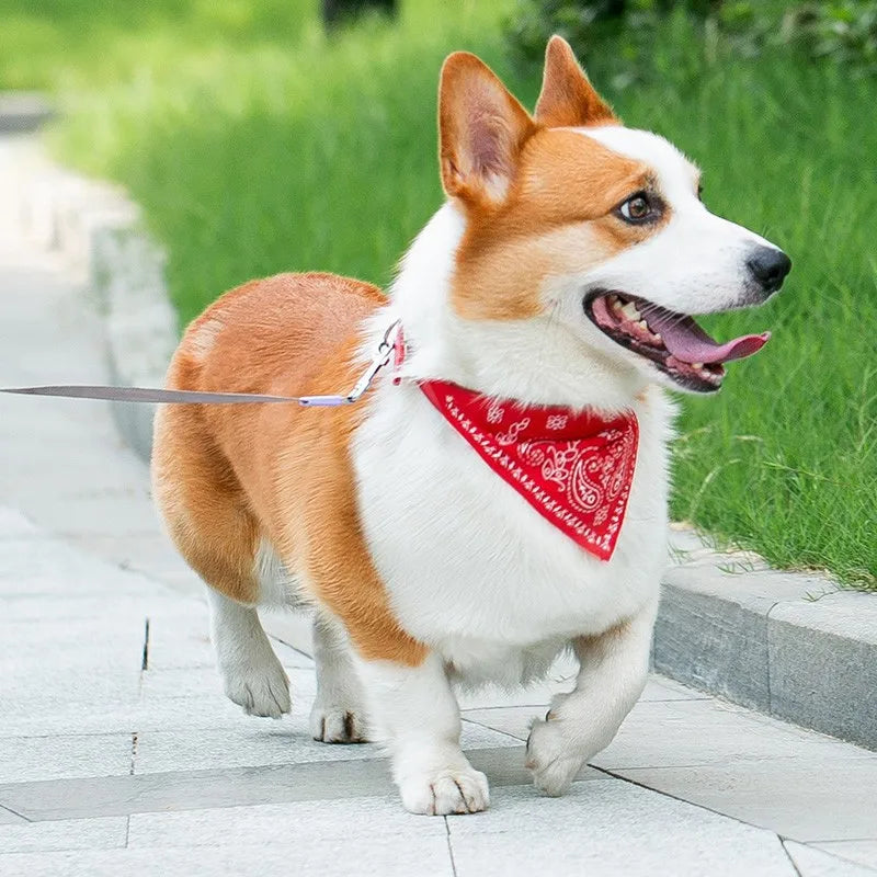 PU Leder Hundehalsband mit Schal Verstellbar Stilvolles Halsband für Kleine Mittelgroße Hunde Welpen Kaufschwan®