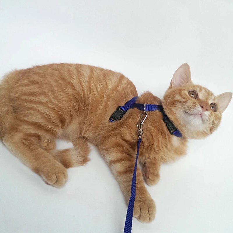 Verstellbares Nylon-Katzengeschirr für Katze mit Leine – Gemütliches Geschirr mit Halsriemen Kaufschwan®