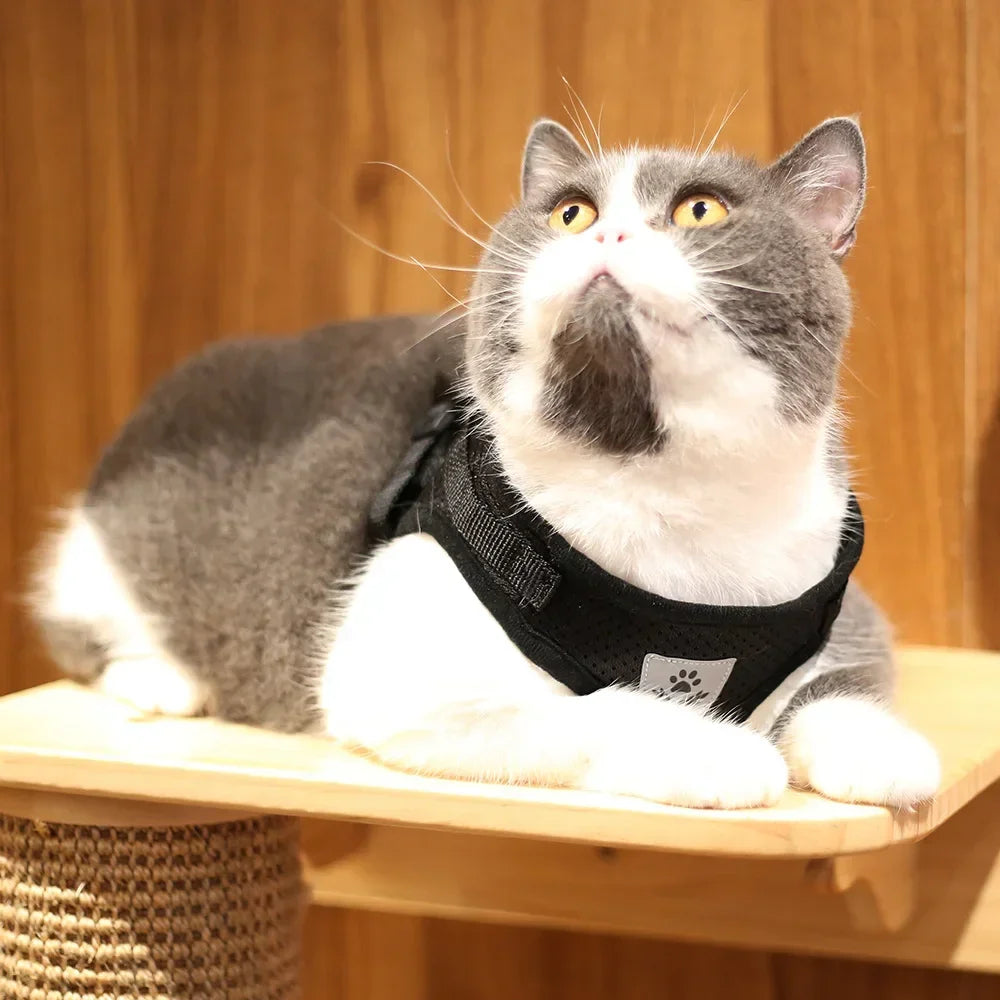 Ausbruchsicheres Reflektierendes Katzengeschirr für Katze – Verstellbare Atmungsaktive Netzweste mit Leine Kaufschwan®